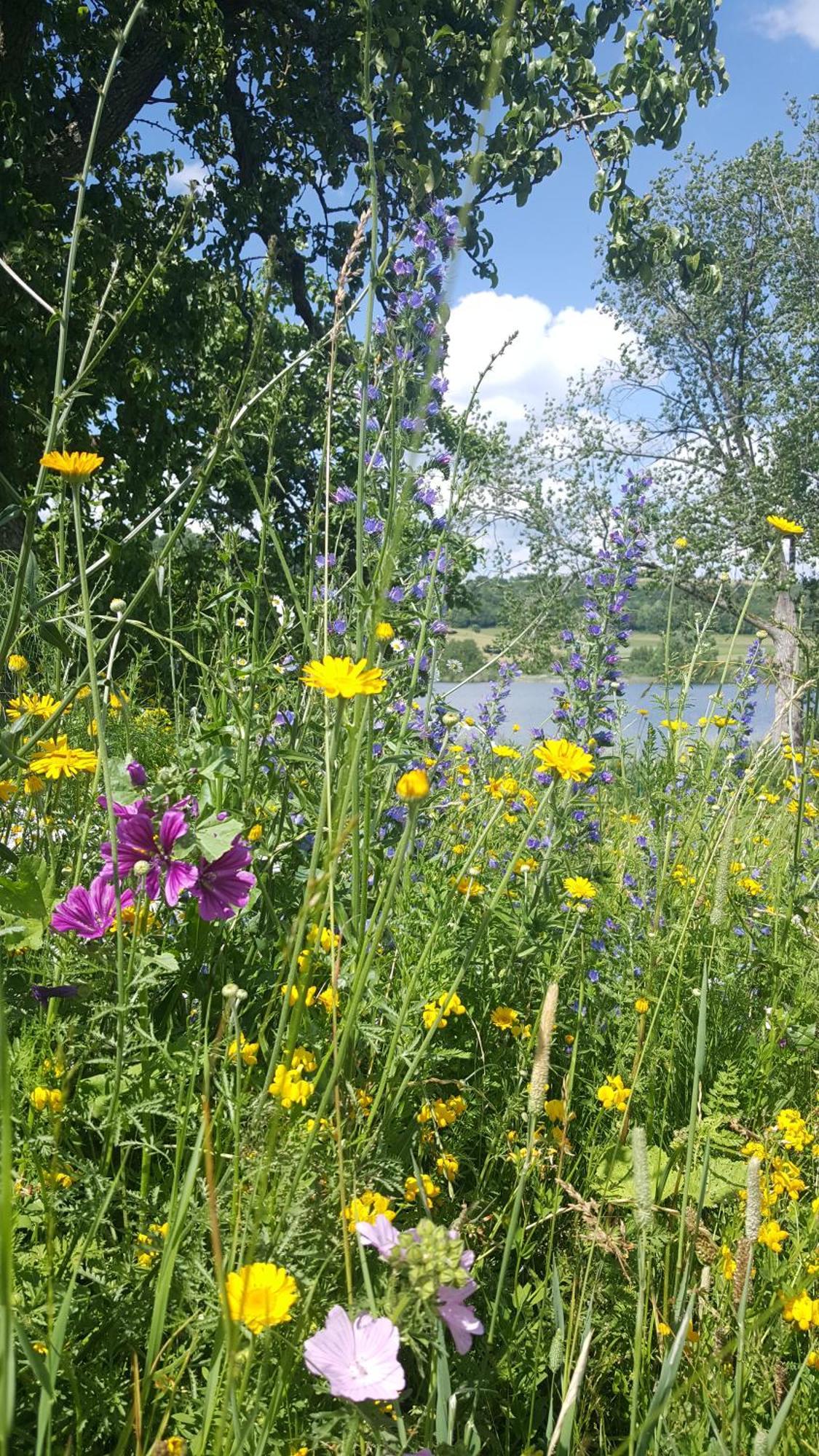 Hotel-Ferienwohnungen Cafe Maarblick Schalkenmehren Esterno foto